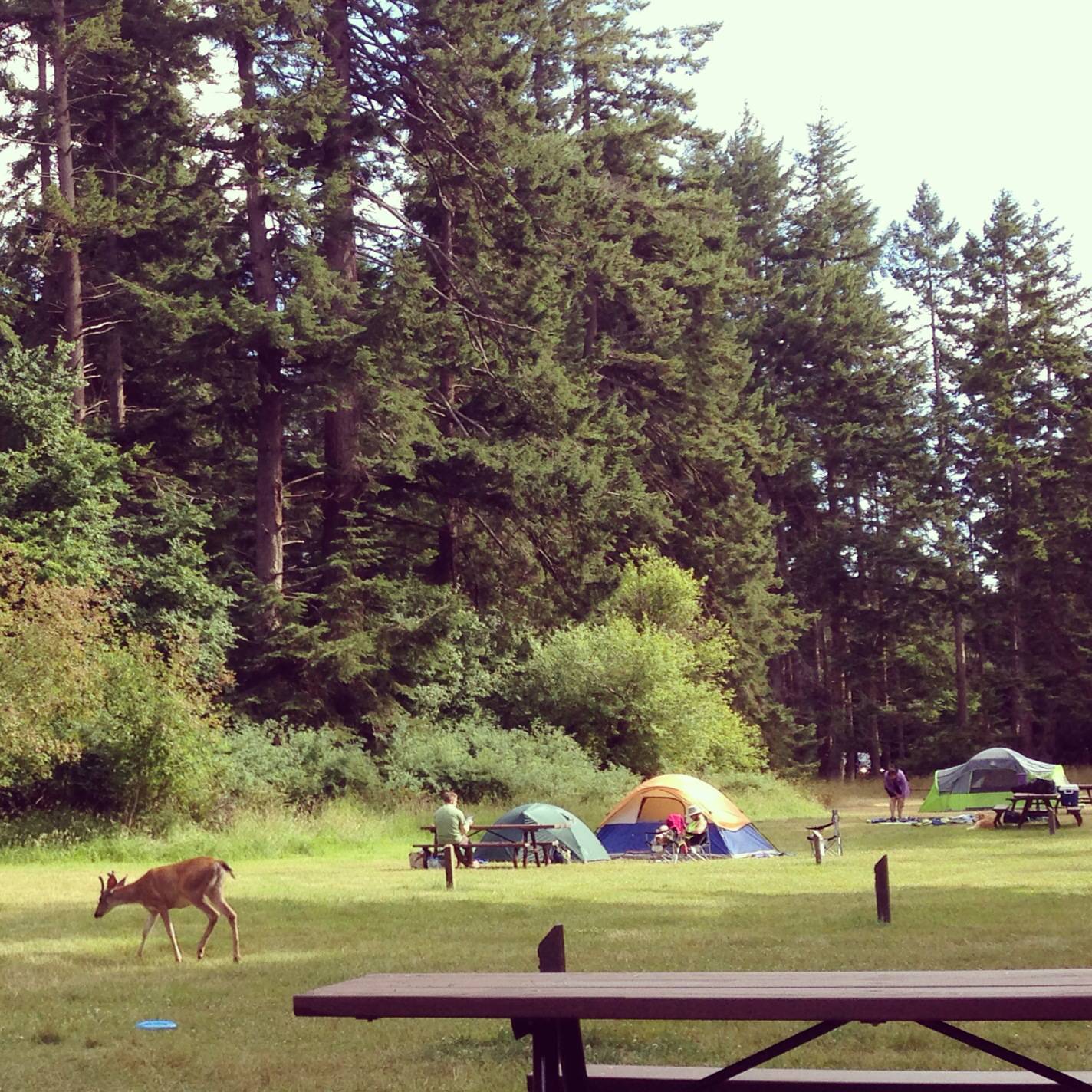 キャンプ場に鹿がきました